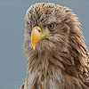 Seeadler